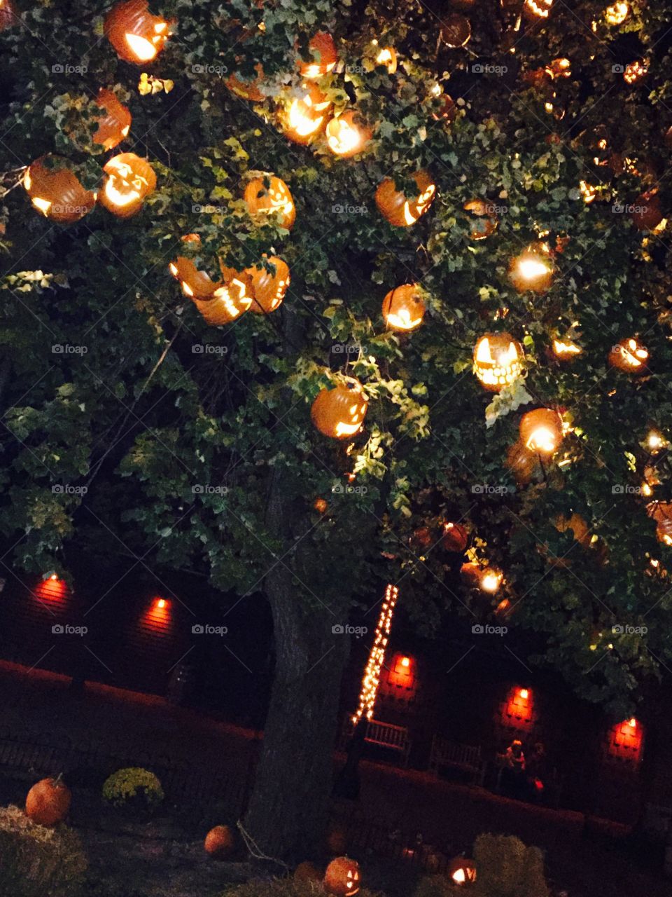 Pumpkin Tree. Hundreds of Jack o'lanterns in the tree at Greenfield Village