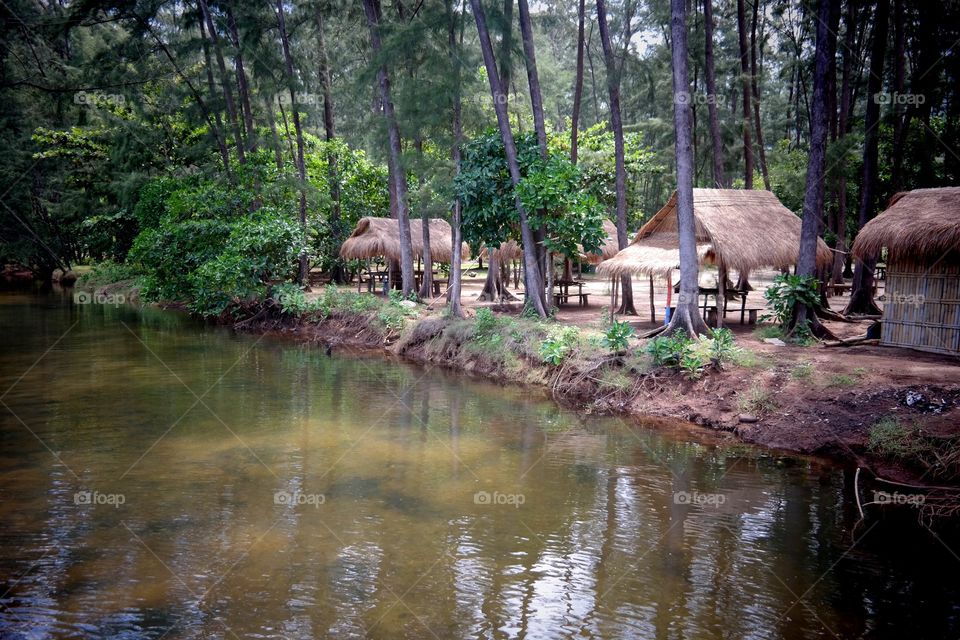 Under the shade of pine trees