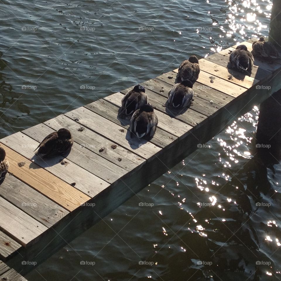 Ducks in a Row 