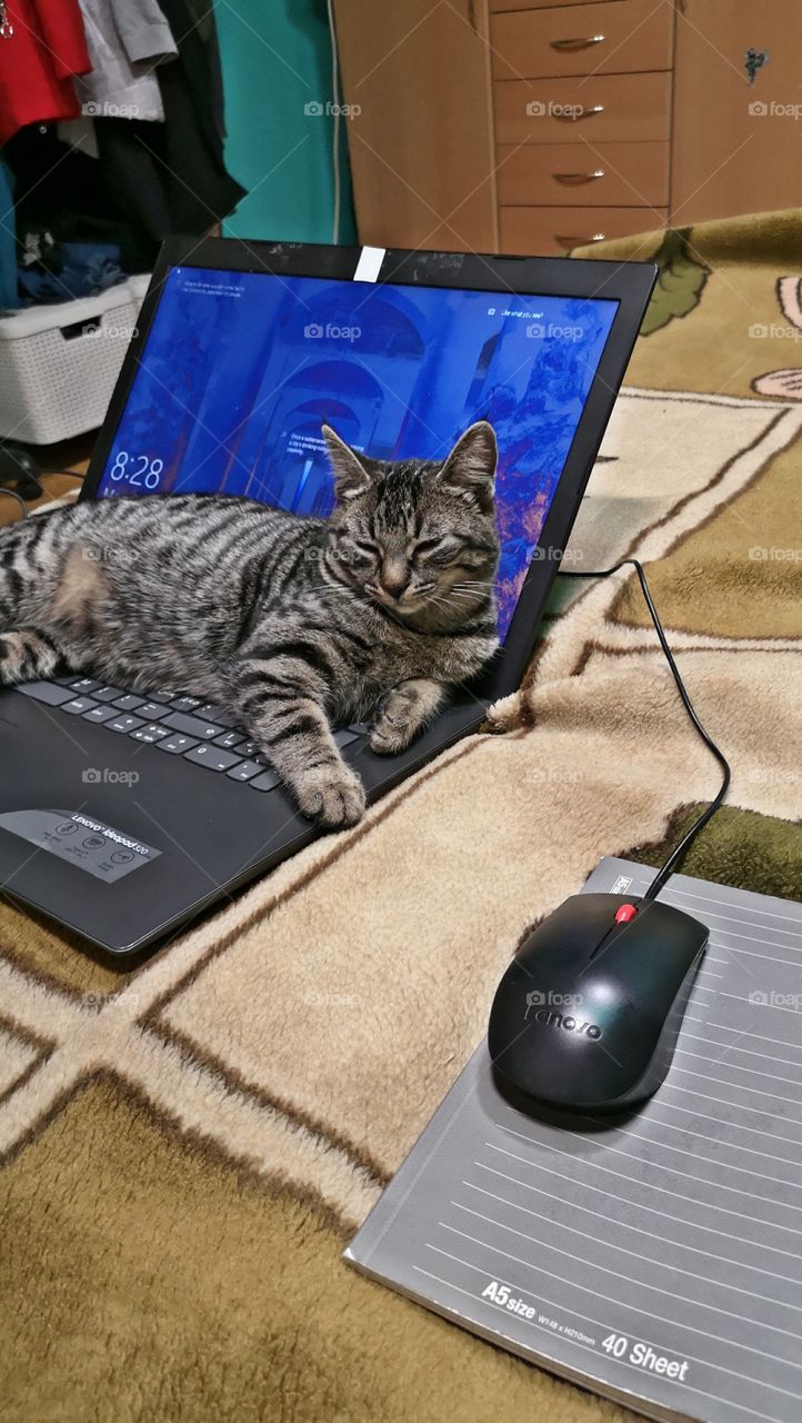 Cat and mouse