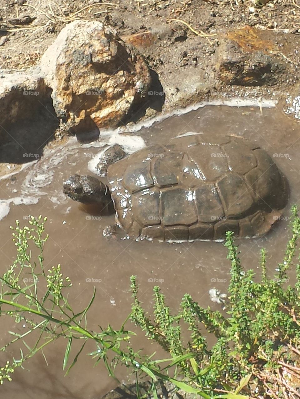 desert tortoise bathes