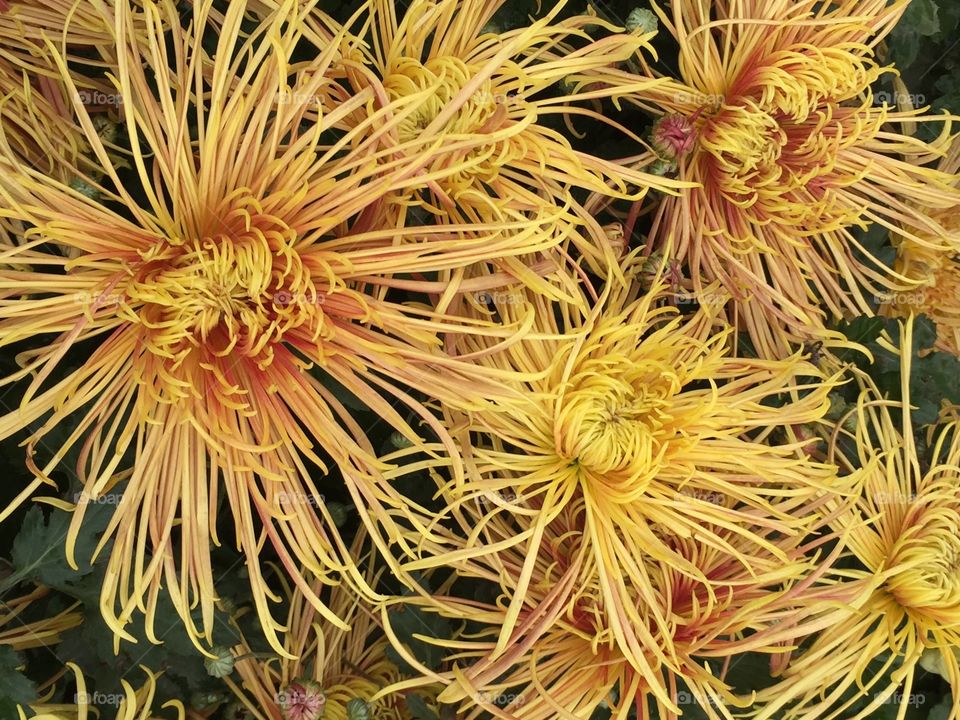 Chrysanthemum