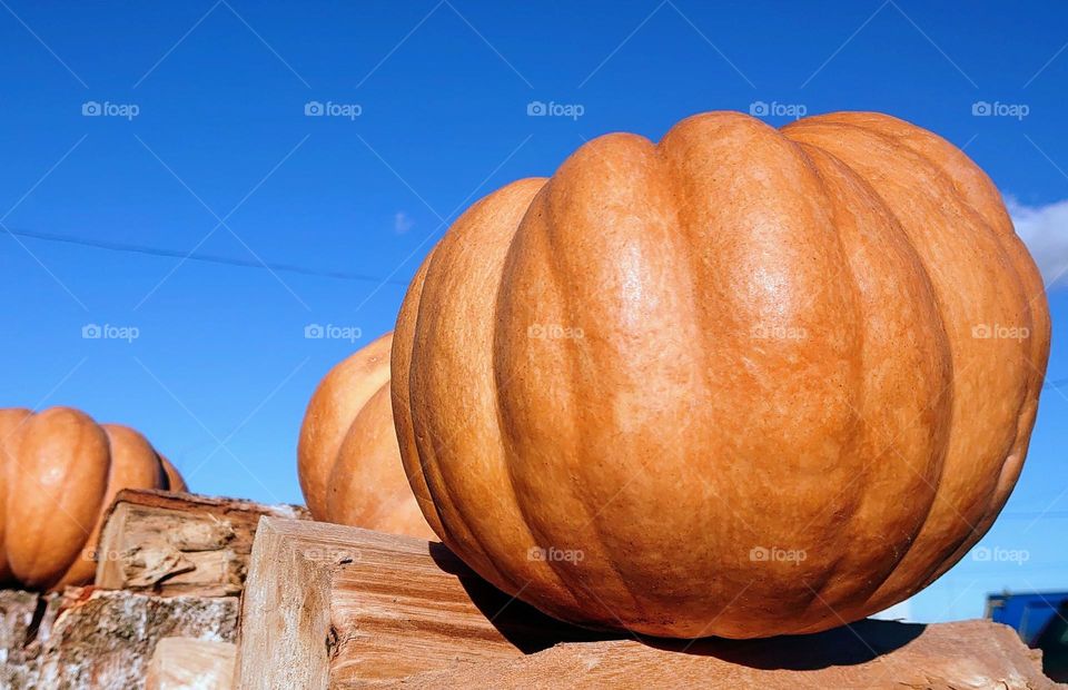 The farm🎃 Pumpkin time🎃 Orange and blue 🎃