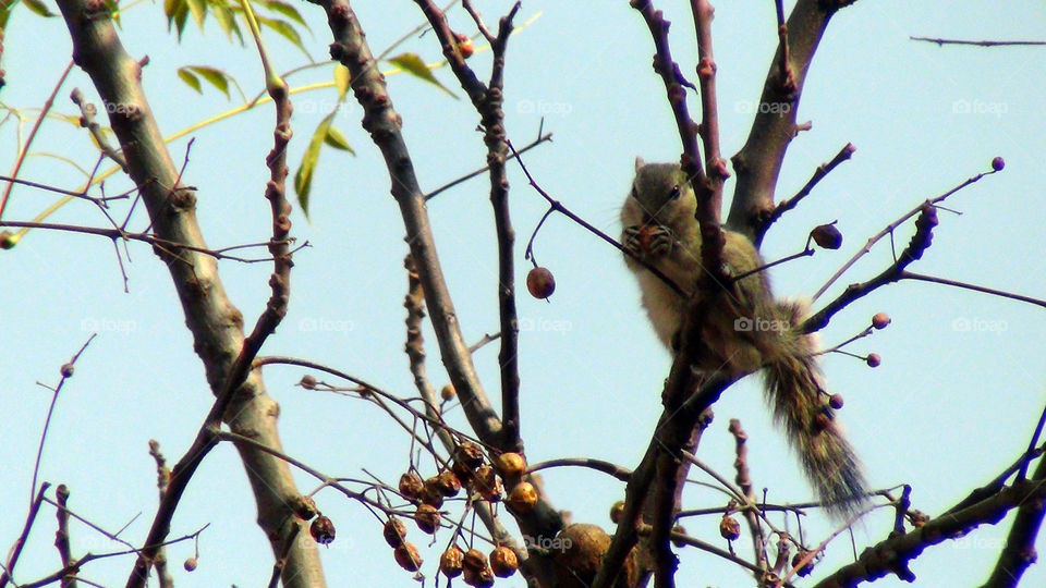 Cute squirrel eating the fruit