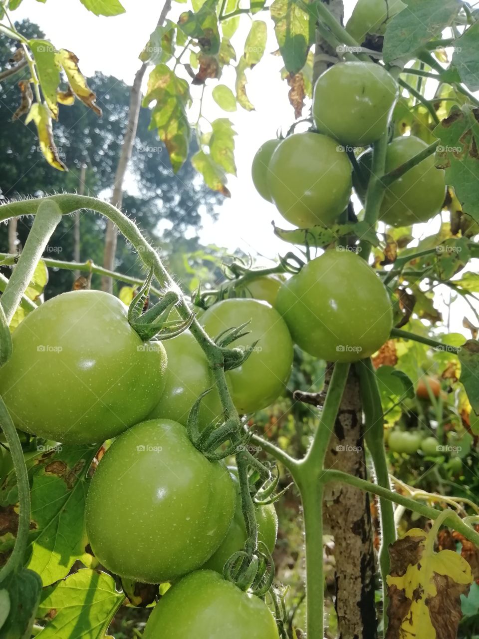 tomato...