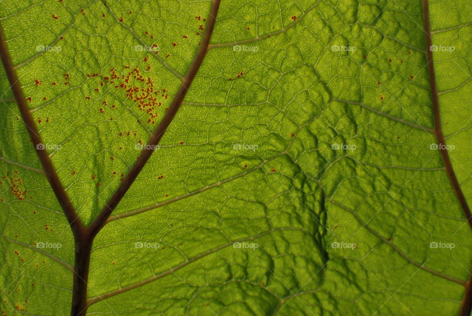 Green leaf