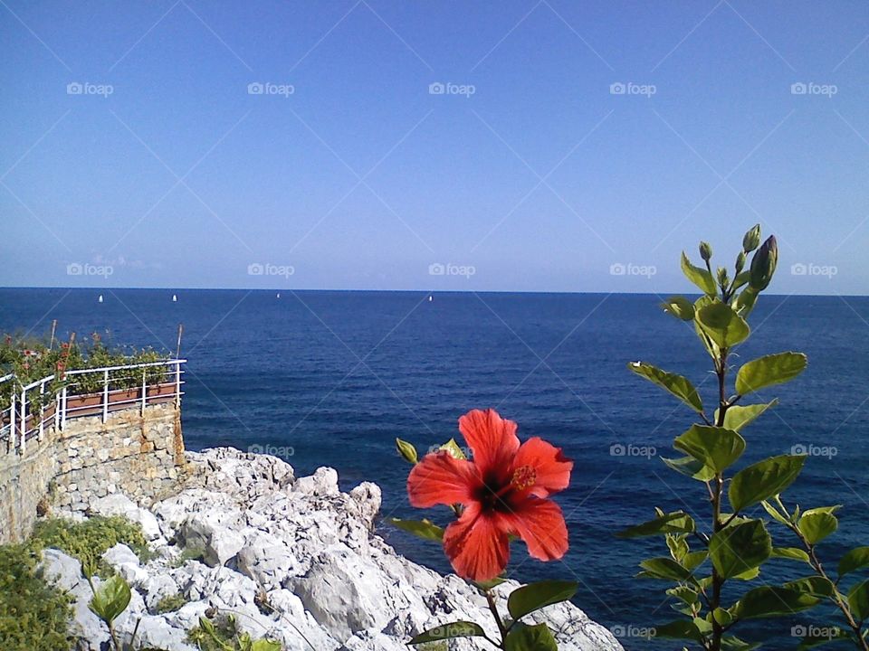 Flower on the sea