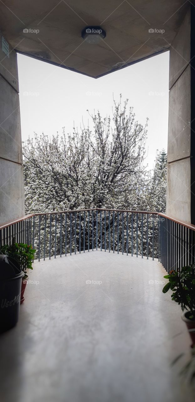 Most beautiful corner of a uniersity i have ever seen! 
This tree with dark branches & white flowers is just a surreal sight!