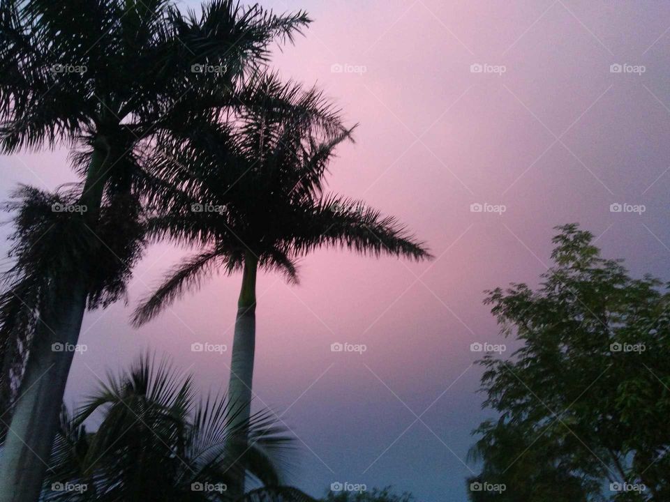 pink skies, Florida