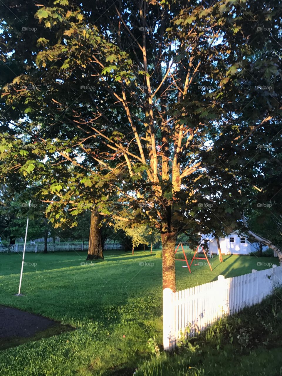 Tree, No Person, Landscape, Leaf, Park