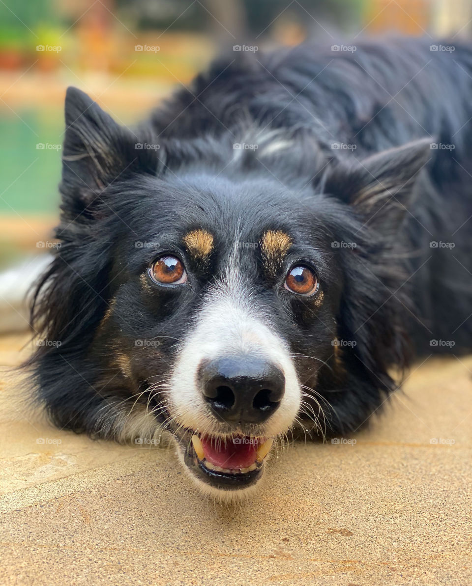 Up-close face of a cute border collie lying down on cement looking up
