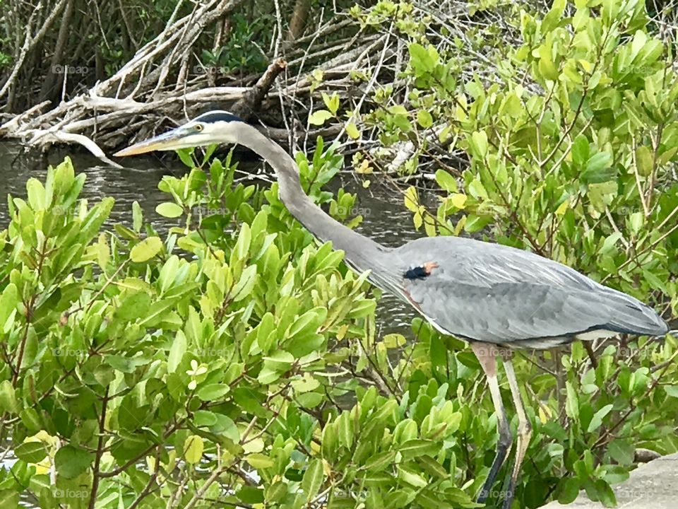 Crane Florida wildlife 