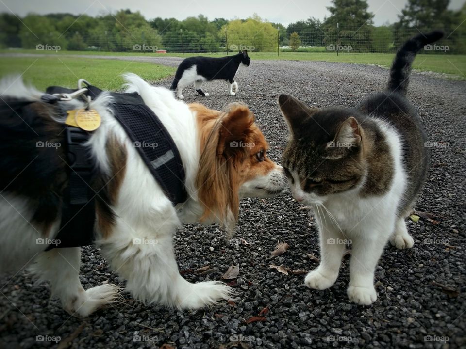 A Papillion dog on a harness greeting a tabby cat with a black and white cat in the background in spring