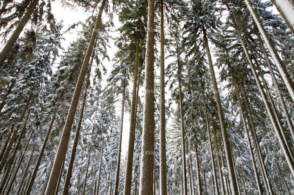 Trees in forest during winter
