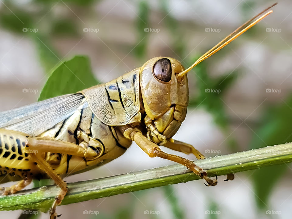 Close up - yellow grasshopper face and partial body.