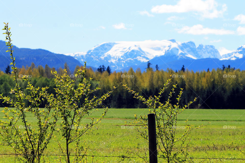 Looking through newly budding bushes, over a farm fence, across bright green fields, through awakening trees, to the blue glacier topped mountains, and the cloud kissed sky! It was a bright, beautiful Spring afternoon!