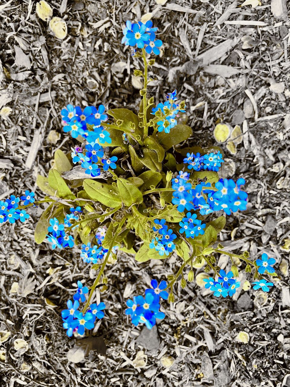 Forget-me-nots