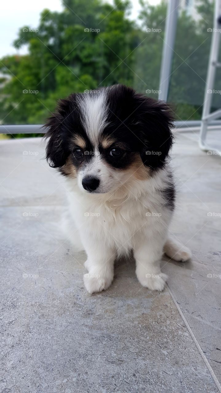 Puppy obedience training