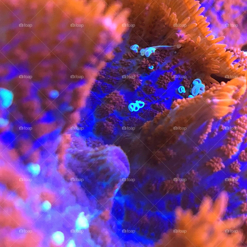 Superman Mushroom Coral