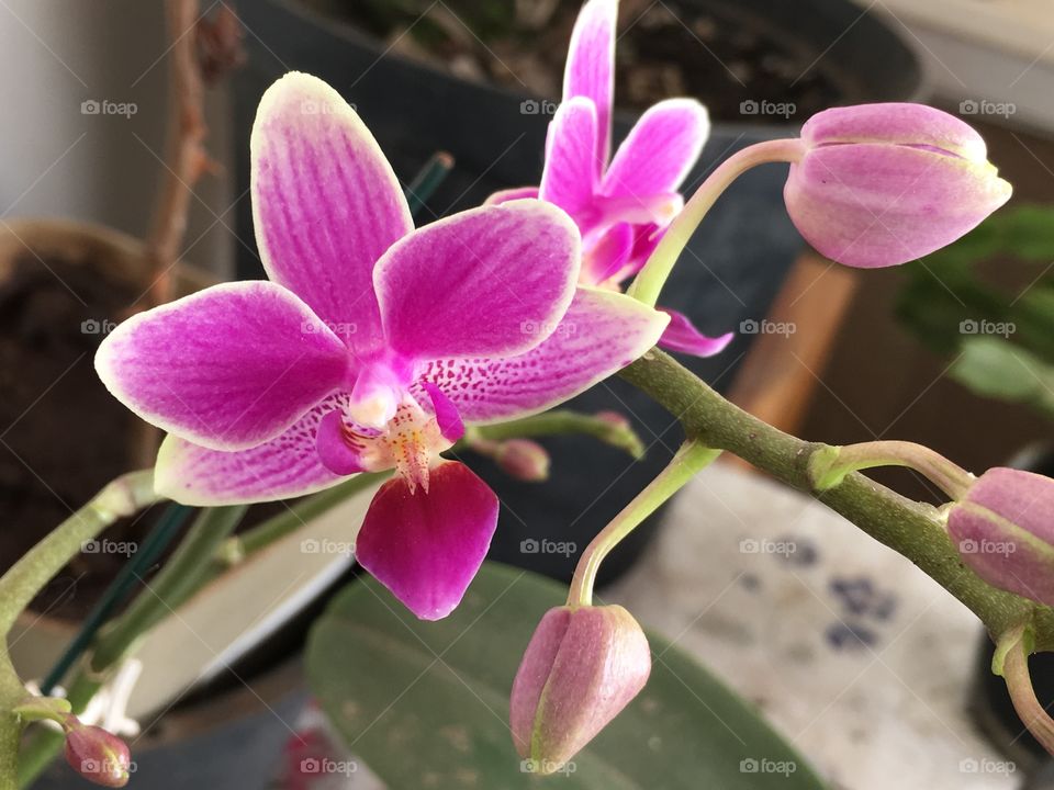 Orchid 