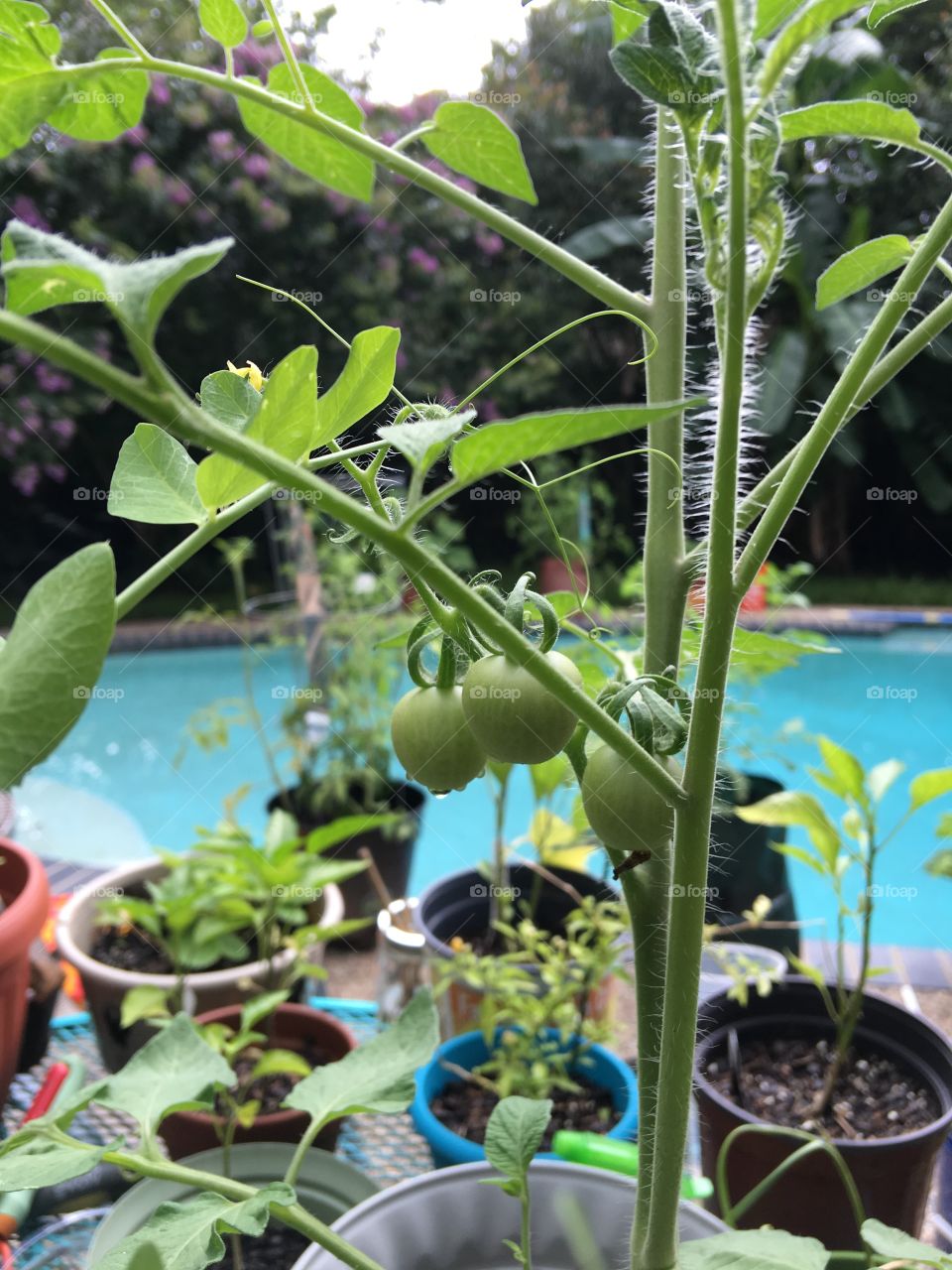 Homegrown backyard tomatoes, by the pool. 