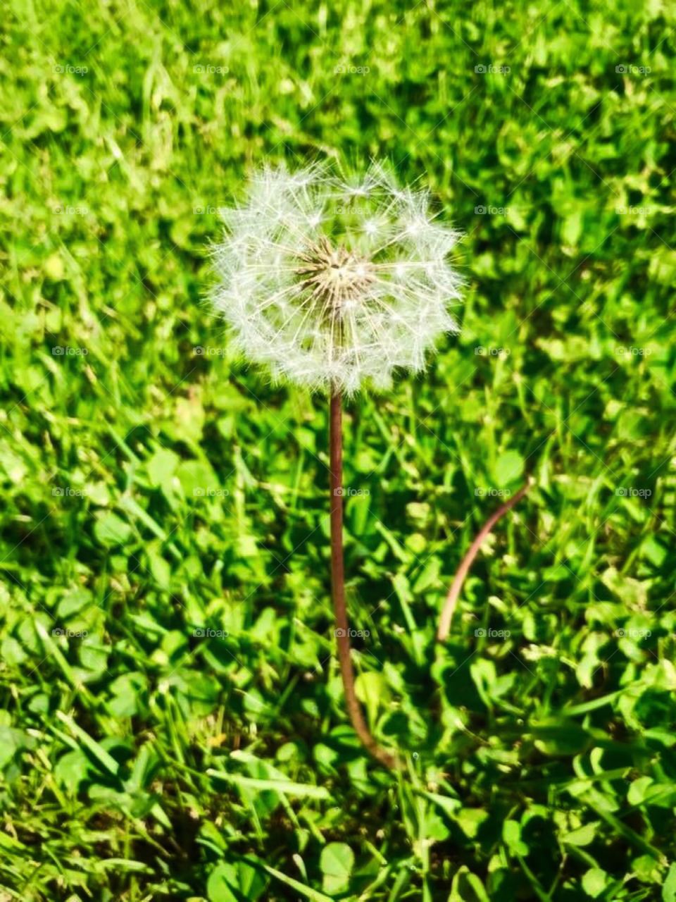 I could really use a wish right now