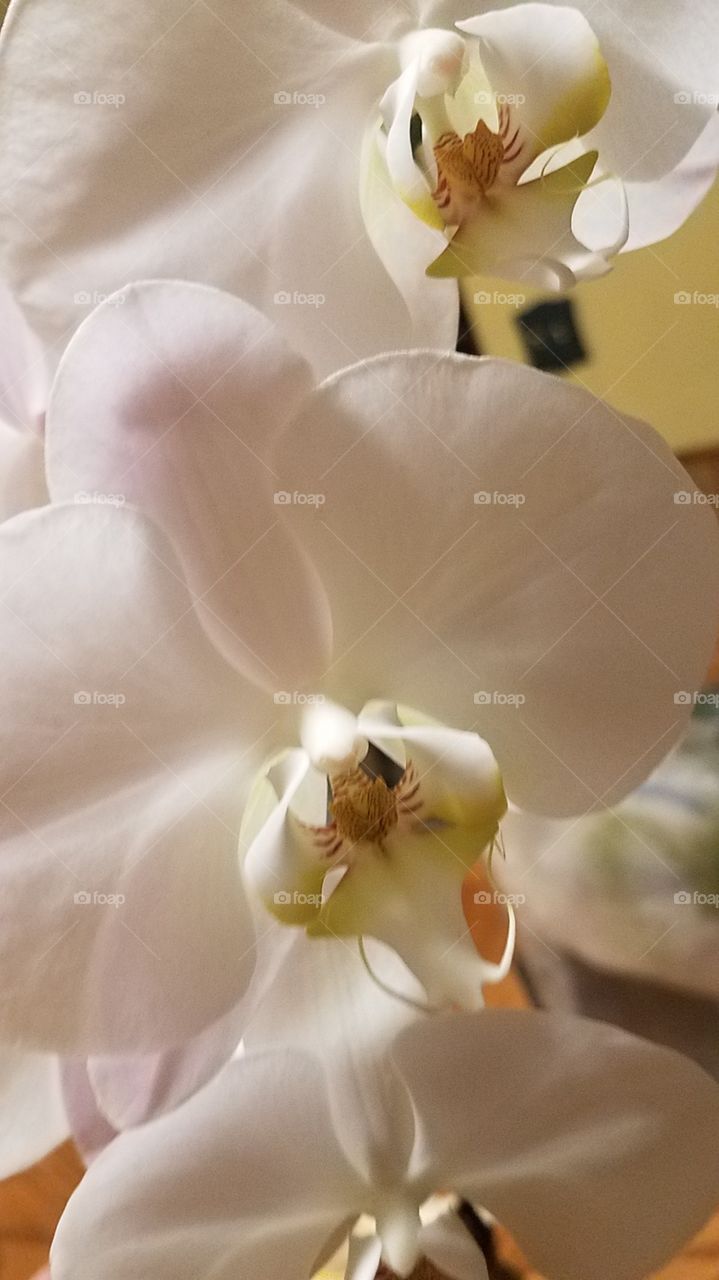 Orchid