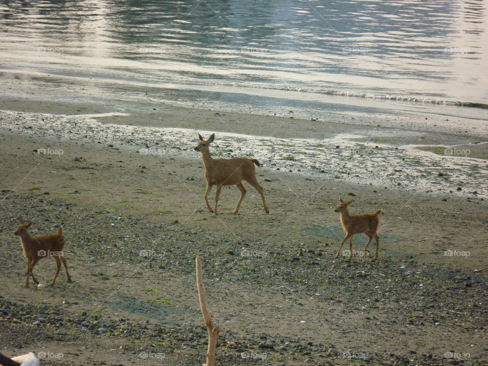 Deer on the beach 