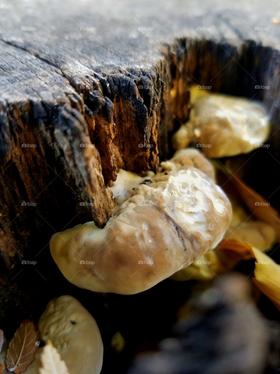 mushroom in tree stump