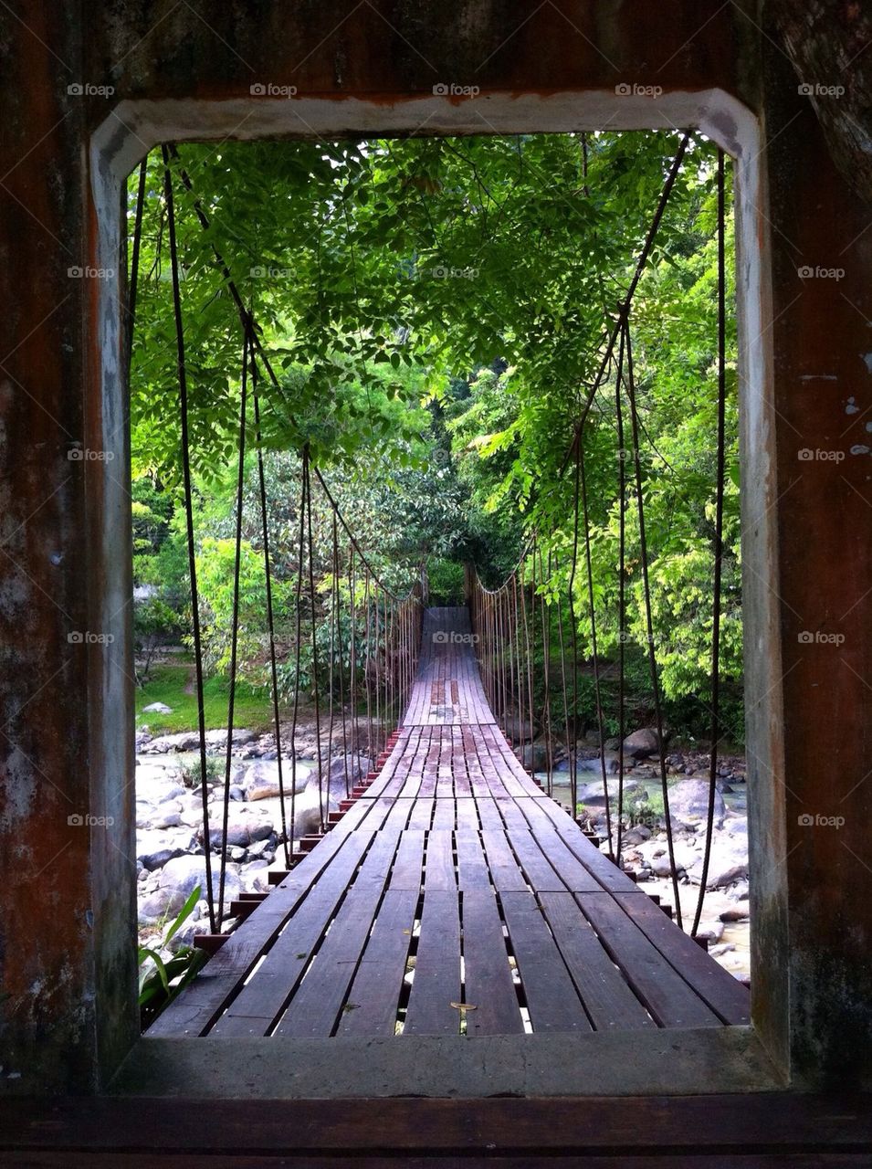 Bridge to the nature