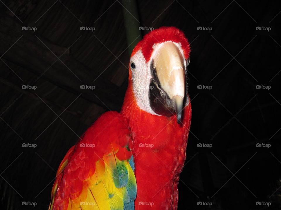 Scarlet macaw 