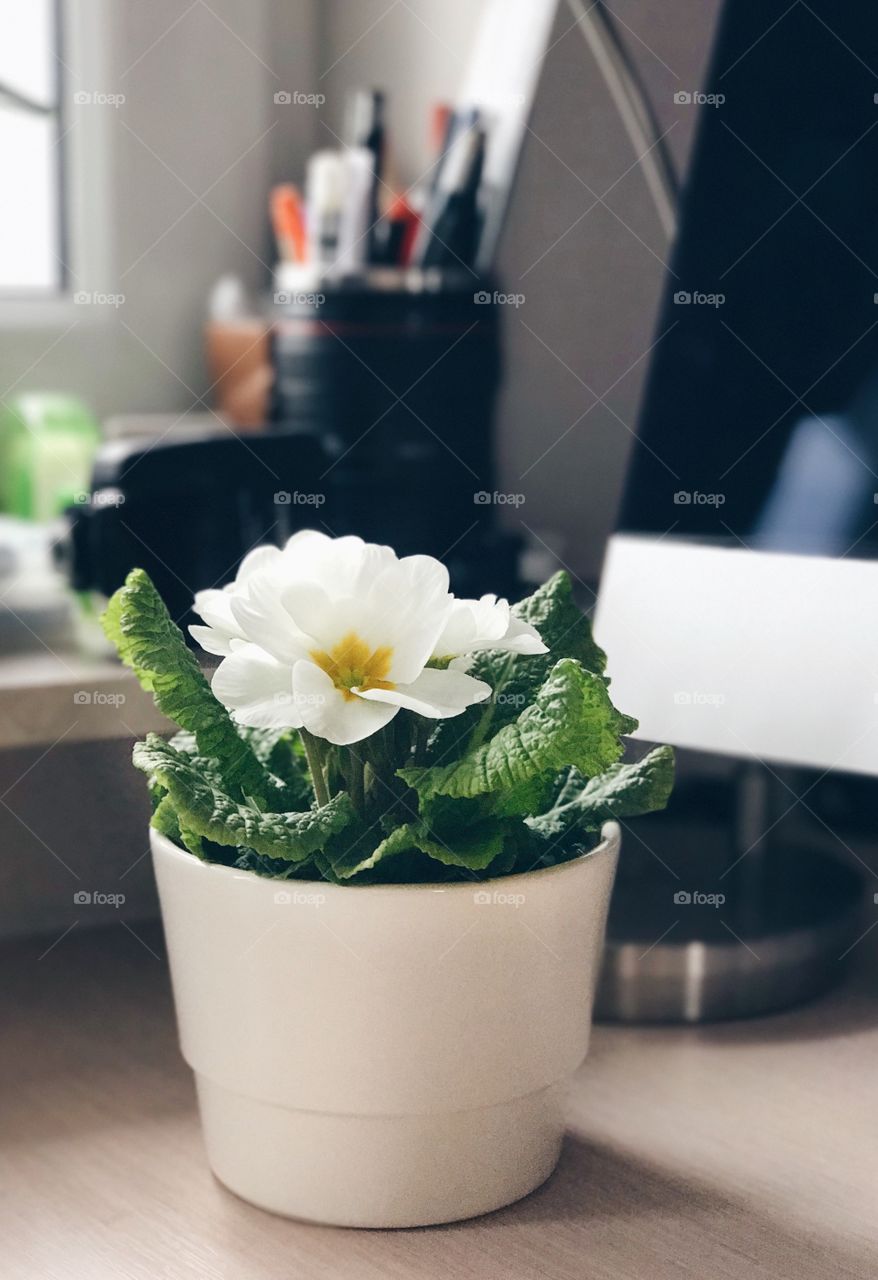 Close-up of white flower in vase