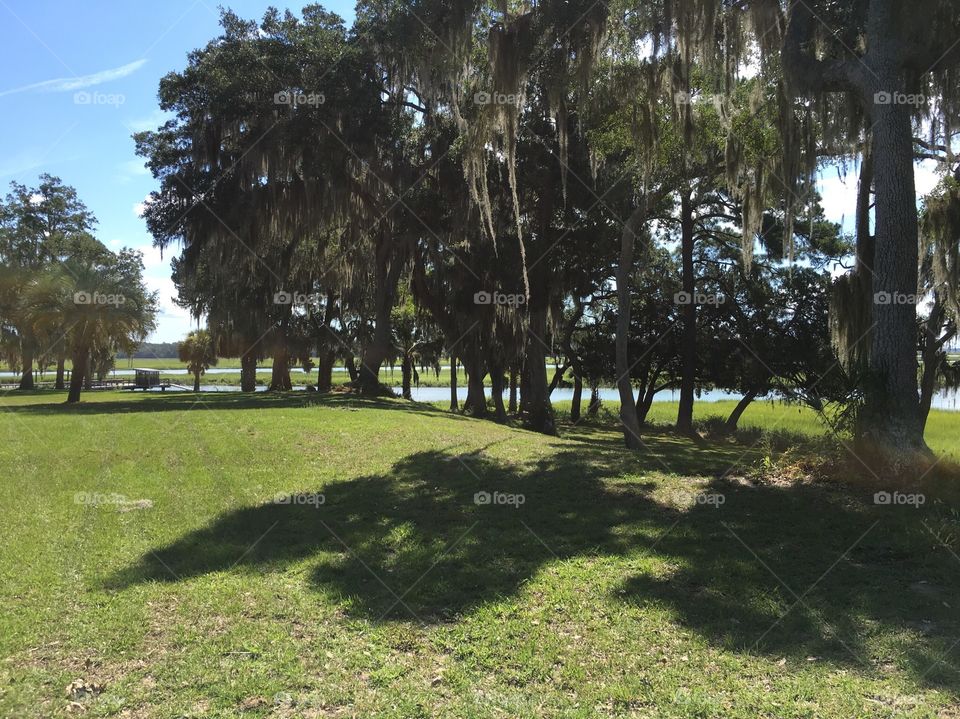 Willow trees on the coast.