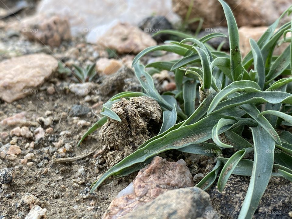 Taif mountains ⛰ rocks ,desert , amazing herbal 