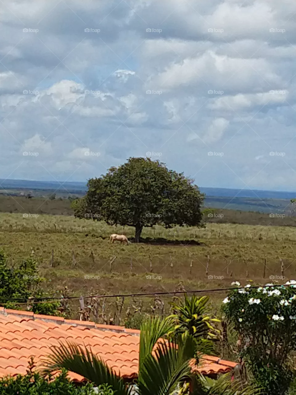 natureza