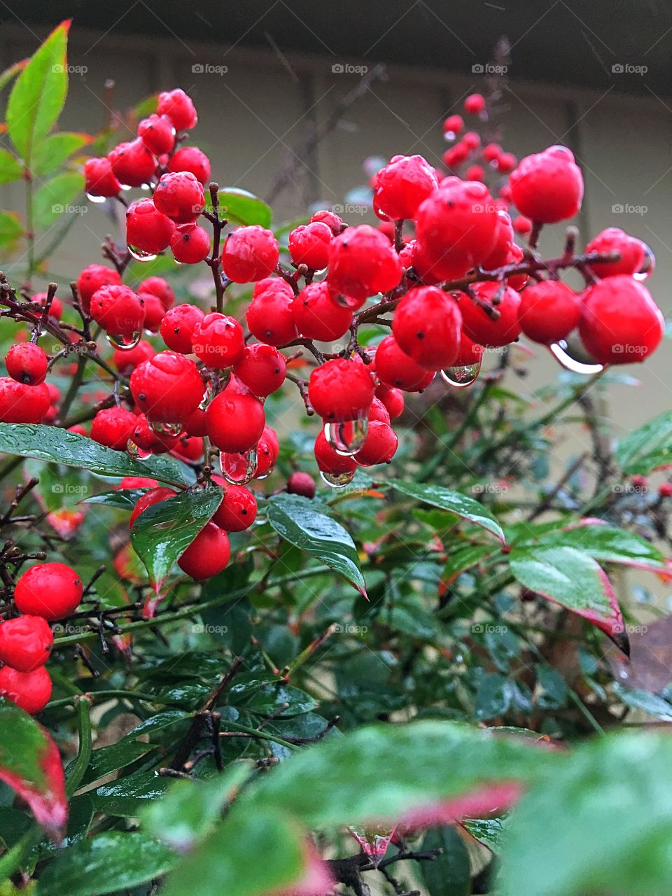 captured the rain drops on these berries.