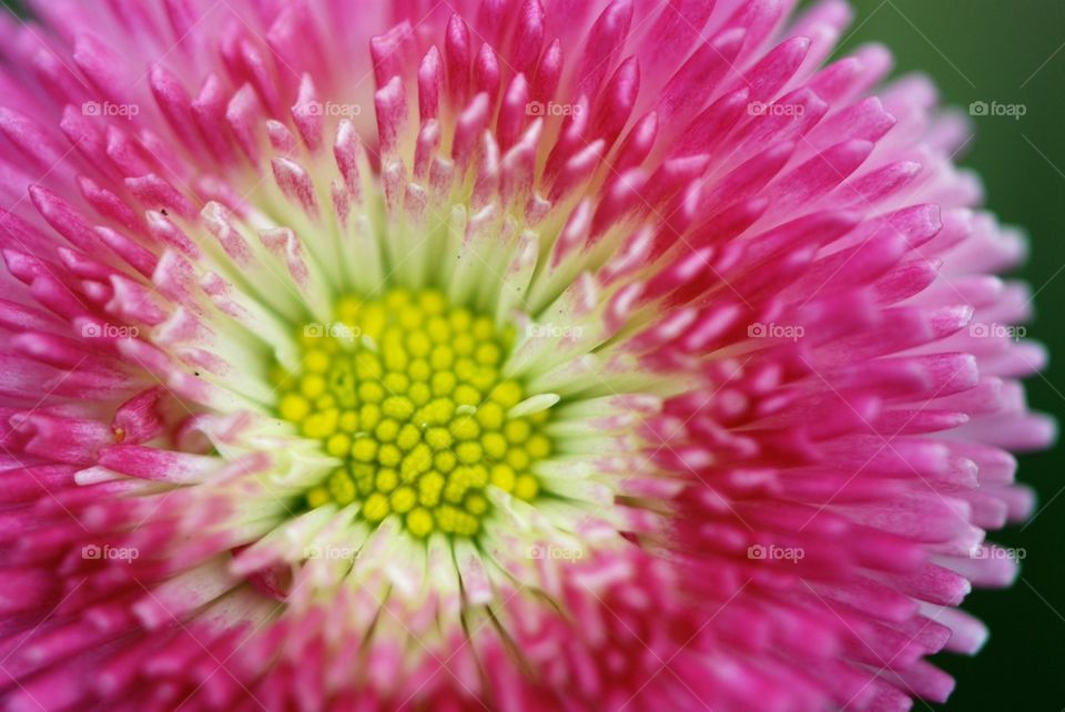 Extreme close up of daisy flower