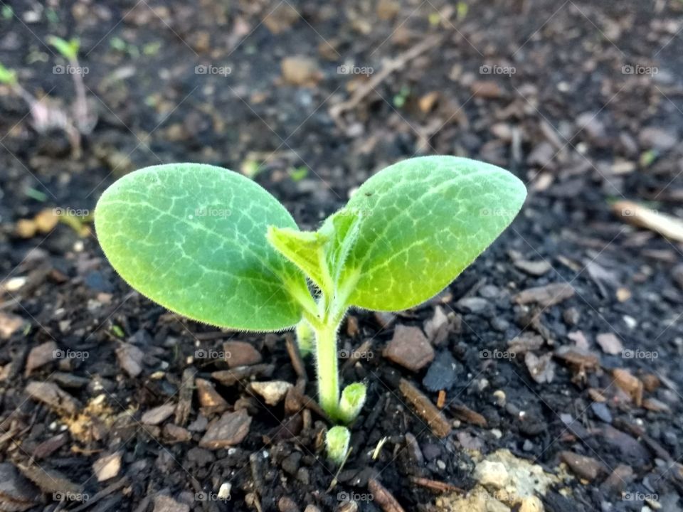 Japanese Melon Sprout