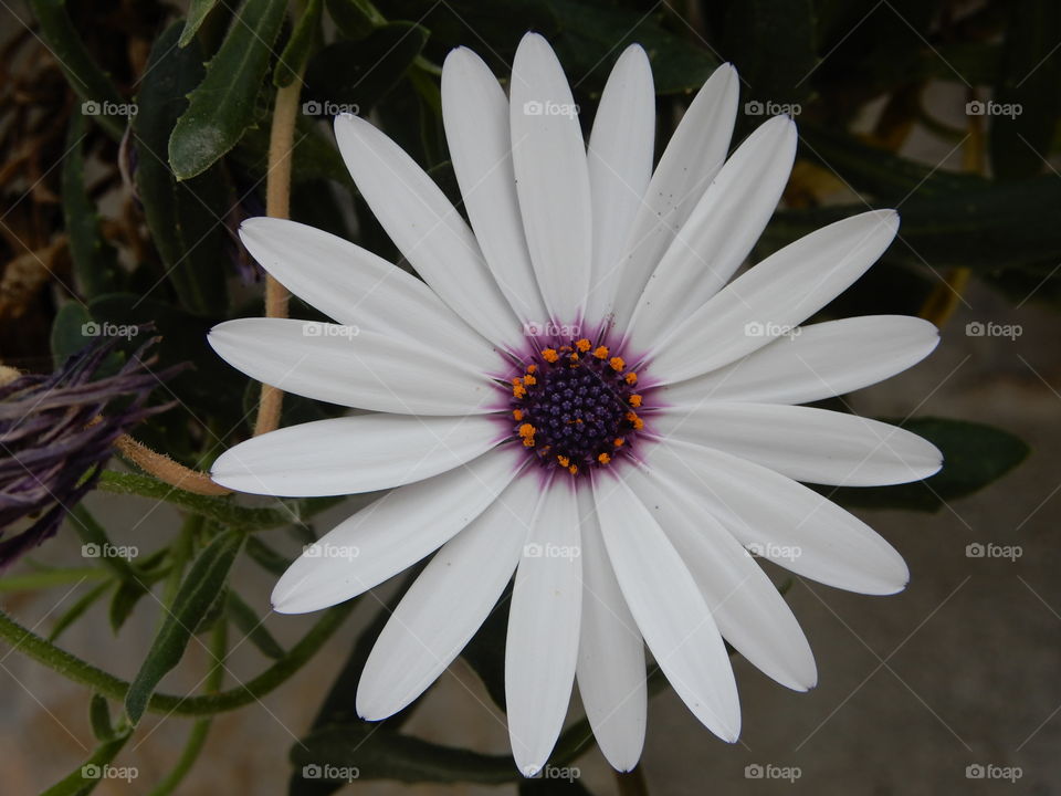 Simple and generous flower with the complicated name, Osteospermum!