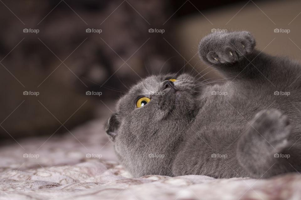 playful Scottish fold cat on sofa . funny cat concept