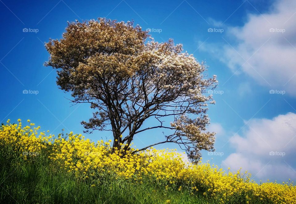 The white blossem of the tree vanishes with the clouds while the yellow flowers grow.