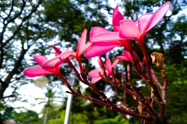 Pink Flower