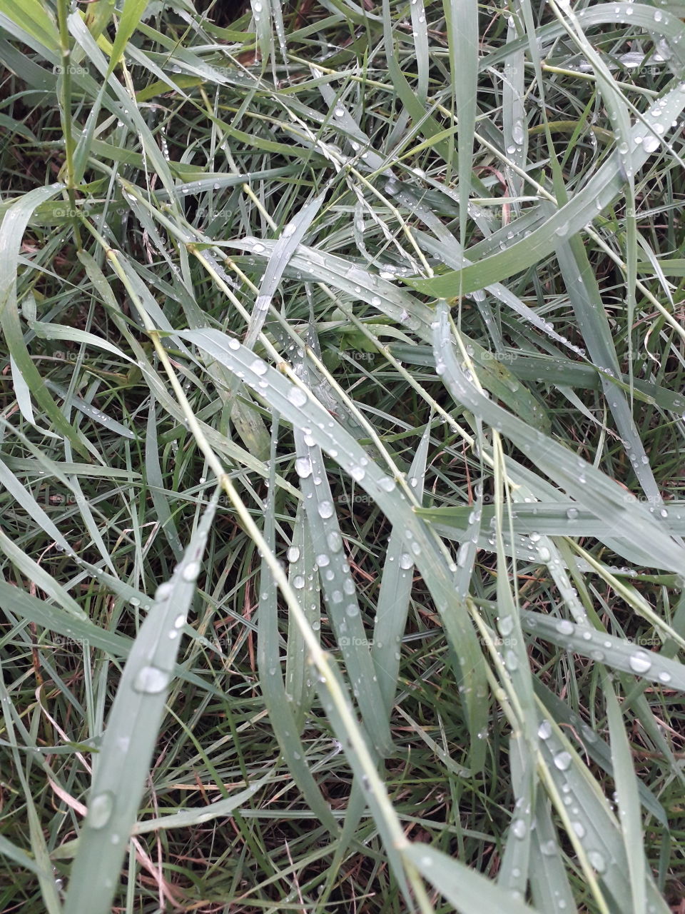 rain drops on the grass