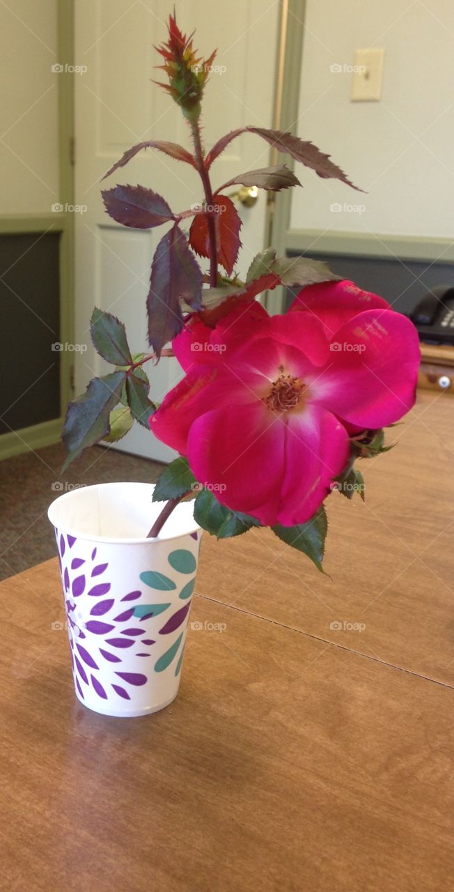 Flower in a cup