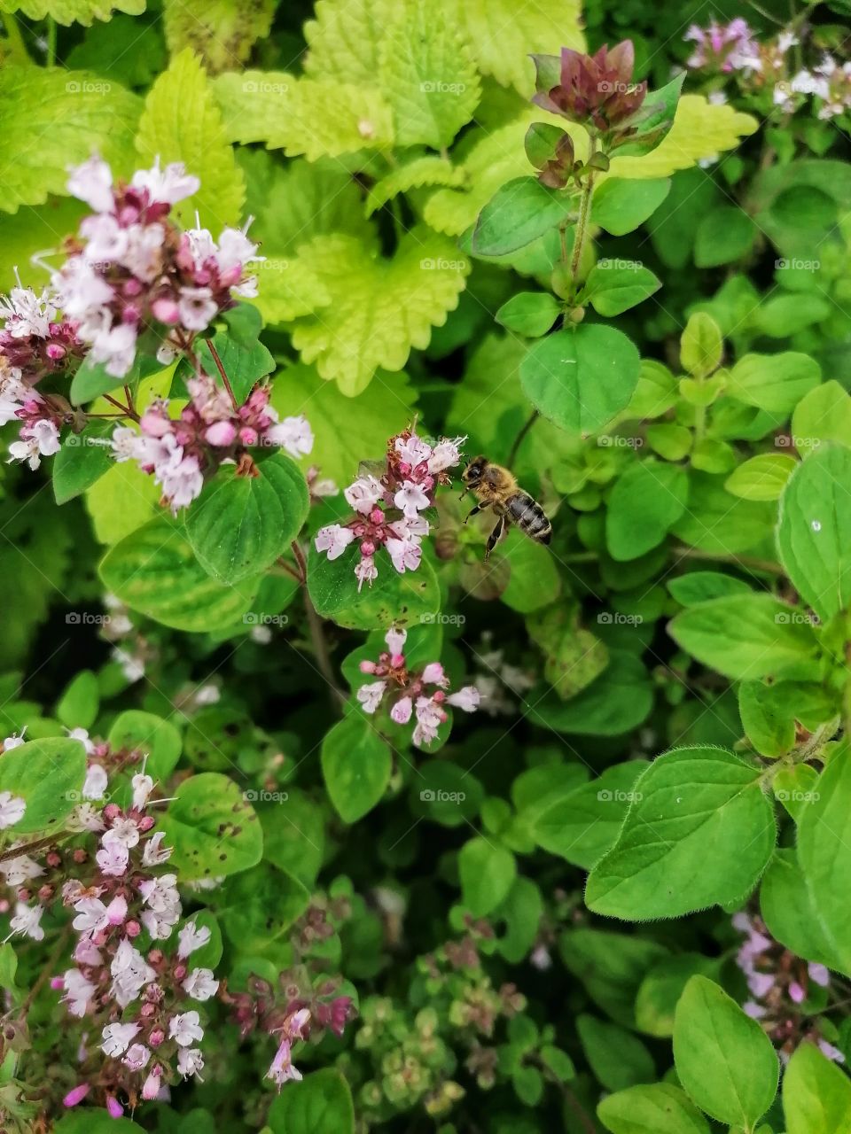 Do you see a wasp in a 
bunch of oregano?