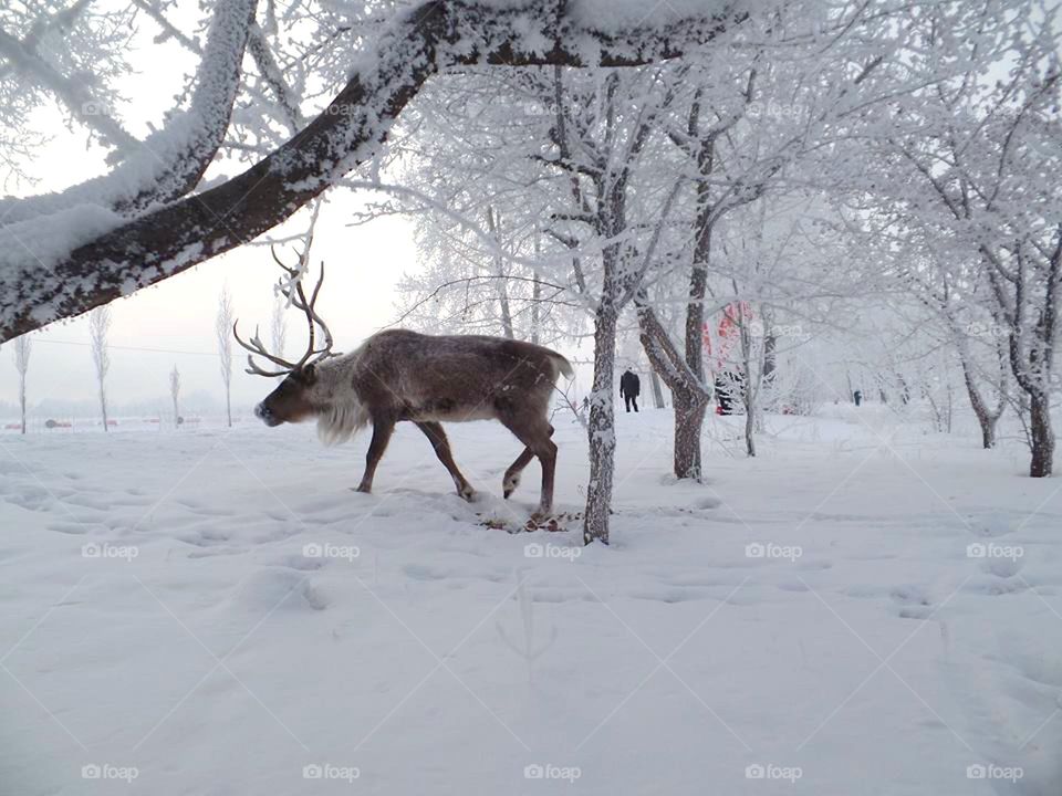 snow deer