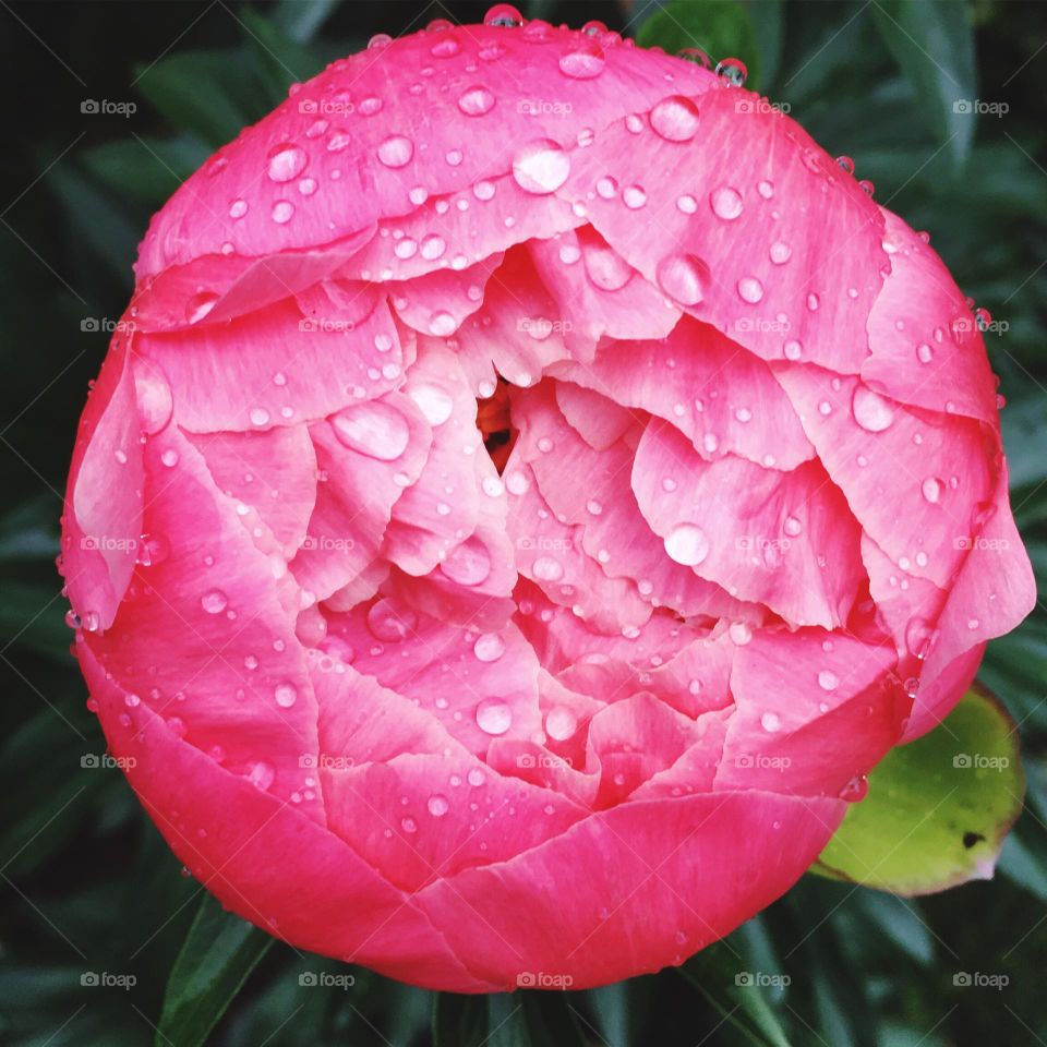 Pink peony with raindrops