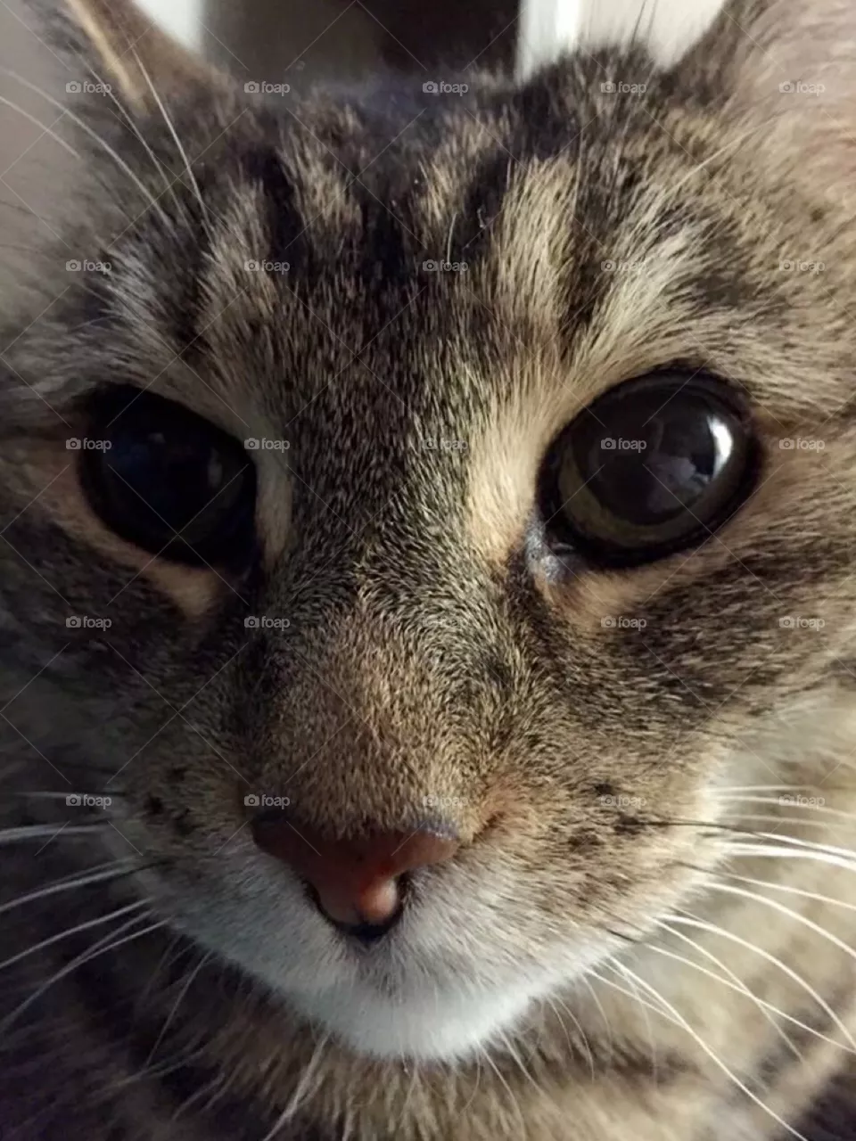 Hello