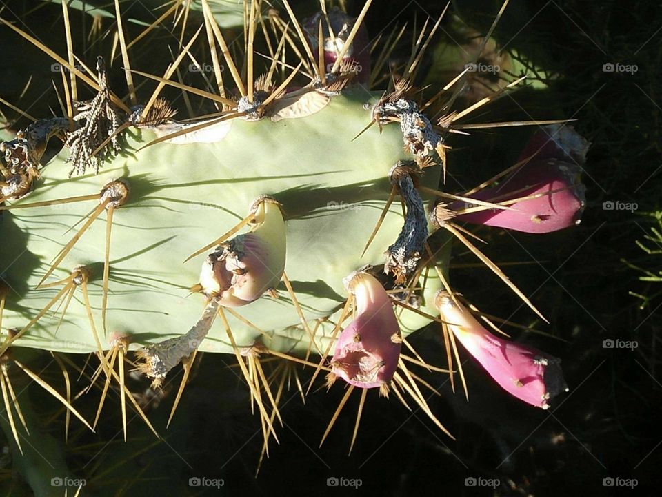 Cactus plant and spines.