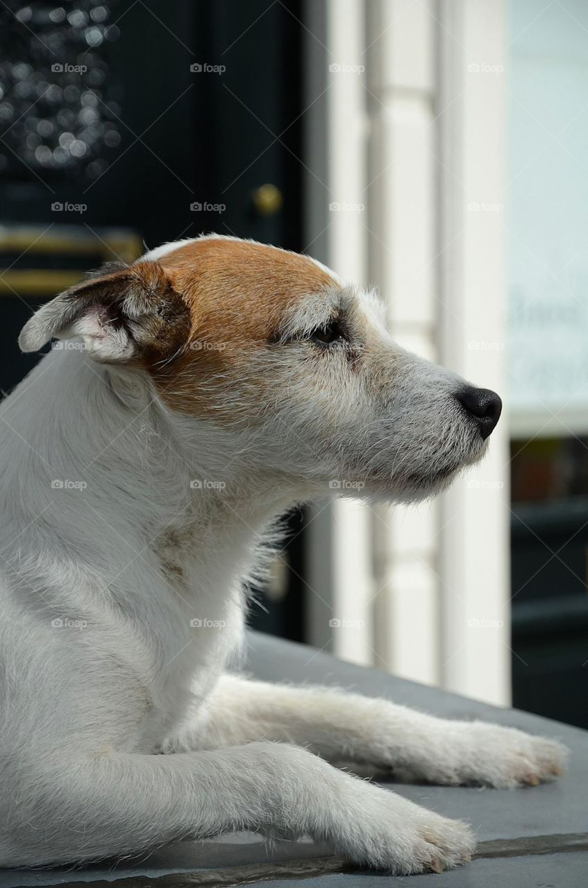 Jack Russel in Amsterdam